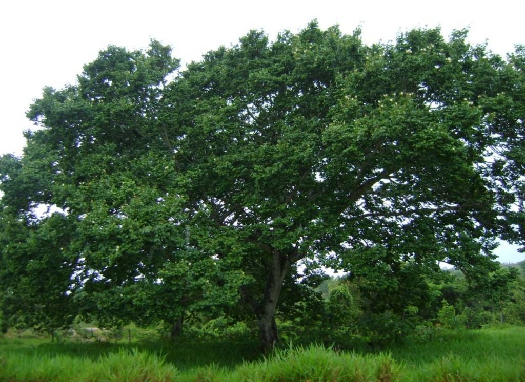 O jatobá (nome científico Hymenaea sp.) é encontrado na Amazônia, na Mata Atlântica, no Pantanal e no Cerrado com ocorrências do Piauí até o Paraná. Crédito: Conrado/Creative Commons Attribution 3.0.