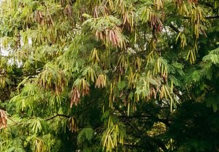 Árvore invasora: esta espécie está se espalhando pelo Brasil e ameaça a biodiversidade da Mata Atlântica