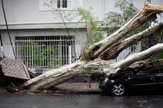 Árvores em perigo: como as cidades podem evitar tragédias e criar um futuro sustentável