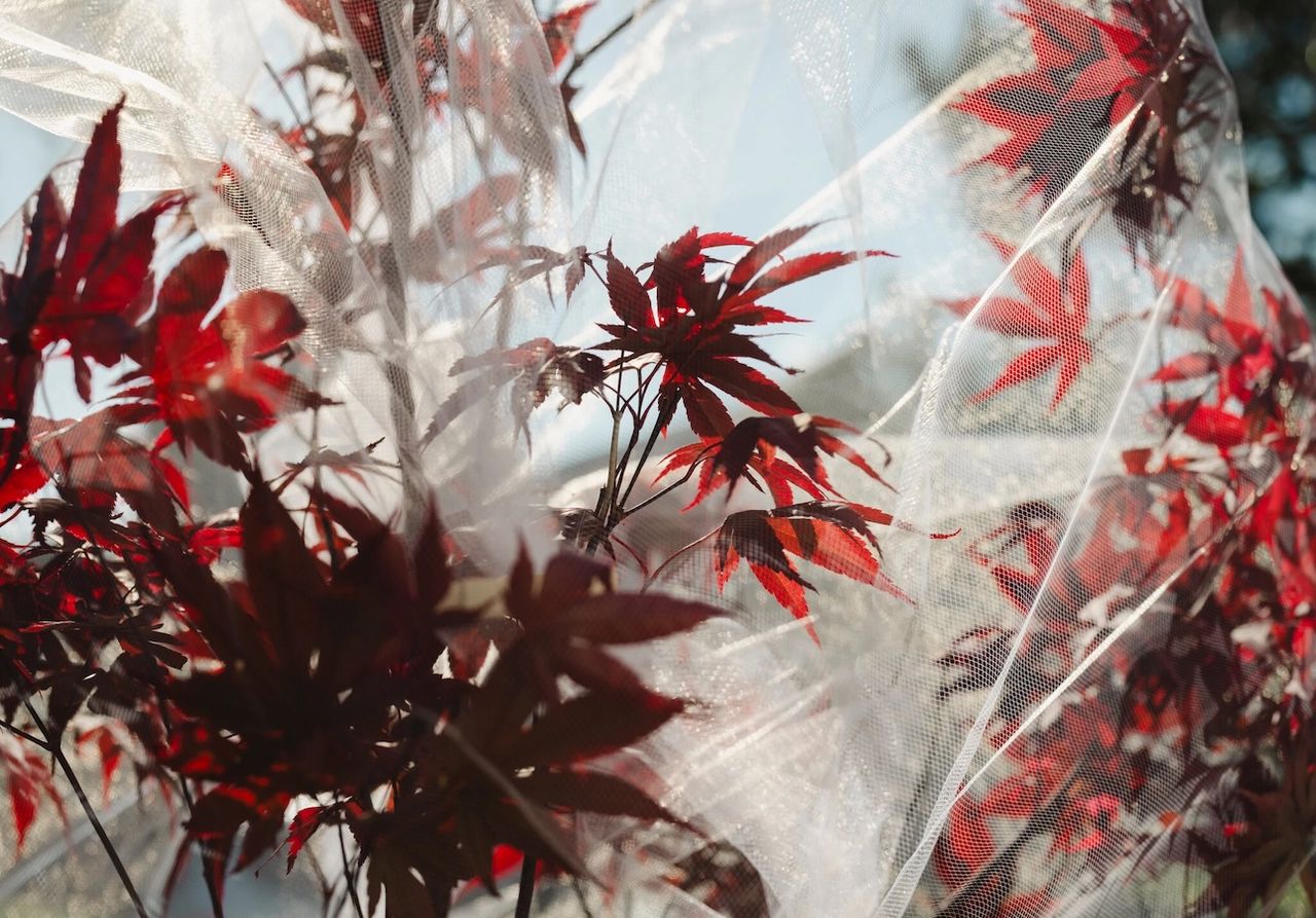 Ghostly Trees: Chicago Residents are Wrapping Trees in Nets to Protect ...