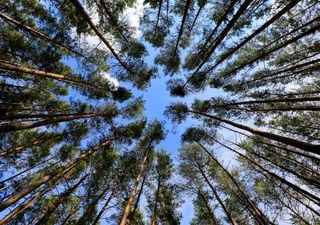 Será que as árvores alteradas geneticamente absorvem mais CO2?