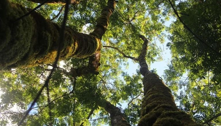 Estudio revela que los &aacute;rboles gigantes desaf&iacute;an los l&iacute;mites f&iacute;sicos para transportar agua y resistir la sequ&iacute;a