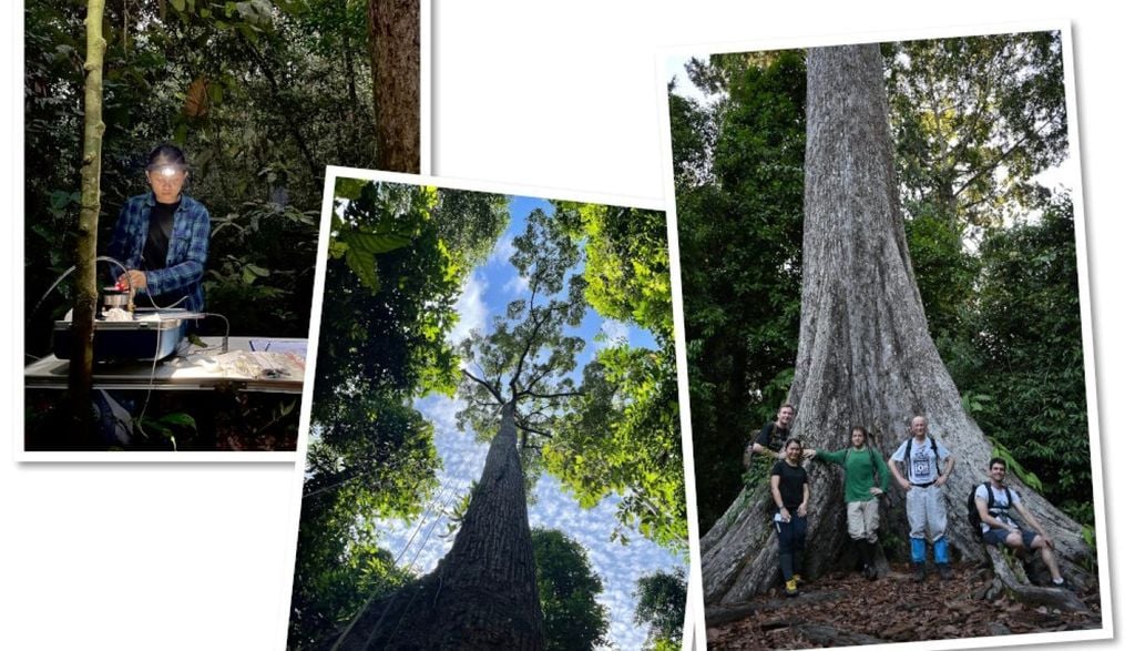 Os pesquisadores focaram seus estudos na família de árvores Dipterocarpaceae, as angiospermas mais altas do mundo. A da foto, por exemplo, tem 61 metros de altura Os pesquisadores focaram seus estudos na família de árvores Dipterocarpaceae, as angiospermas mais altas do mundo. Crédito: Palasiah Jotan/Czech University of Life Sciences Prague e Lindsay Banin/UK Centre for Ecology & Hydrology.