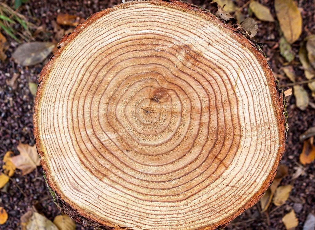 anillos de árboles, madera, tronco anillos de árboles, madera, tronco