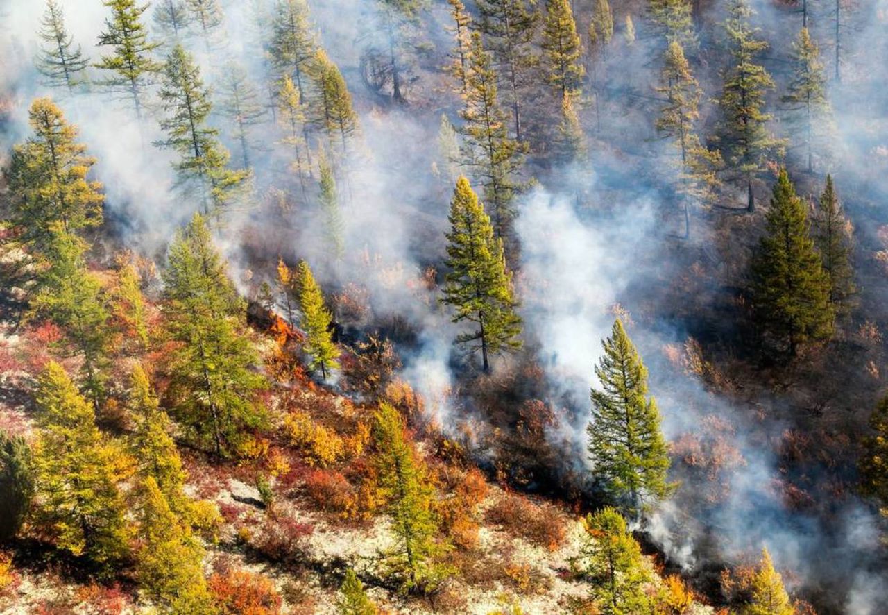 Algunos árboles "dejan de respirar" cuando se ven afectados por el humo de los incendios forestales. Crédito: Sergey Filinin/Shutterstock.
