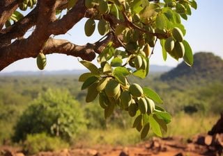 Árvores por detrás do creme de beleza de manteiga de karité encontram-se ameaçadas