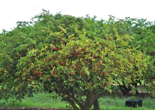 &Aacute;rvores resistentes ao calor: descubra as plantas ideais para o seu quintal no ver&atilde;o