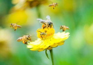 As abelhas estão vivendo a metade do tempo que viviam há 50 anos