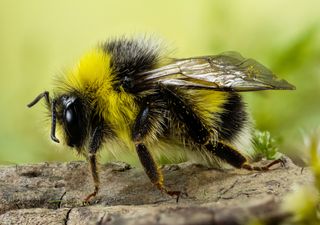 As abelhas estão em vias de extinção!