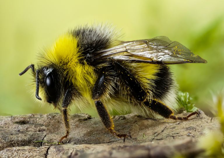 Estudo pode evitar extinção da abelha jandaíra