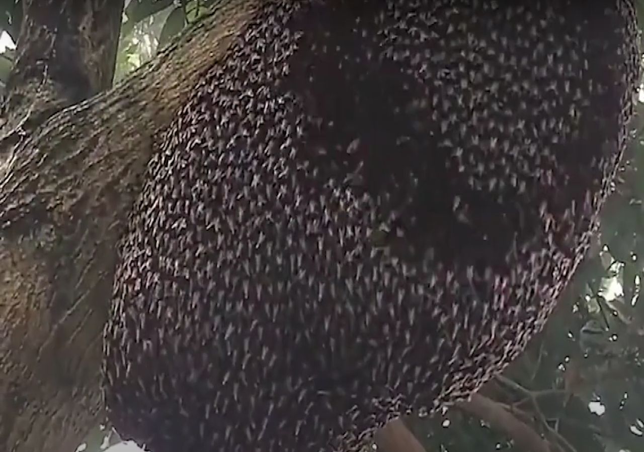 Lebah raksasa Asia bagaimana cara mencegah pemangsa!