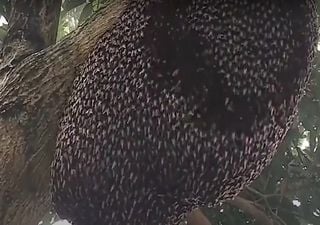 Gruselig: Asiatische Riesenbienen, so schrecken sie Raubtiere ab!