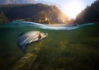 El cambio climático está desplazando a los peces hacia los polos: ¿qué significa esto para la pesca mundial?