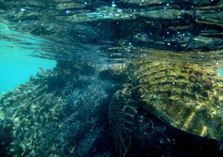 As alterações climáticas no Meio Marinho