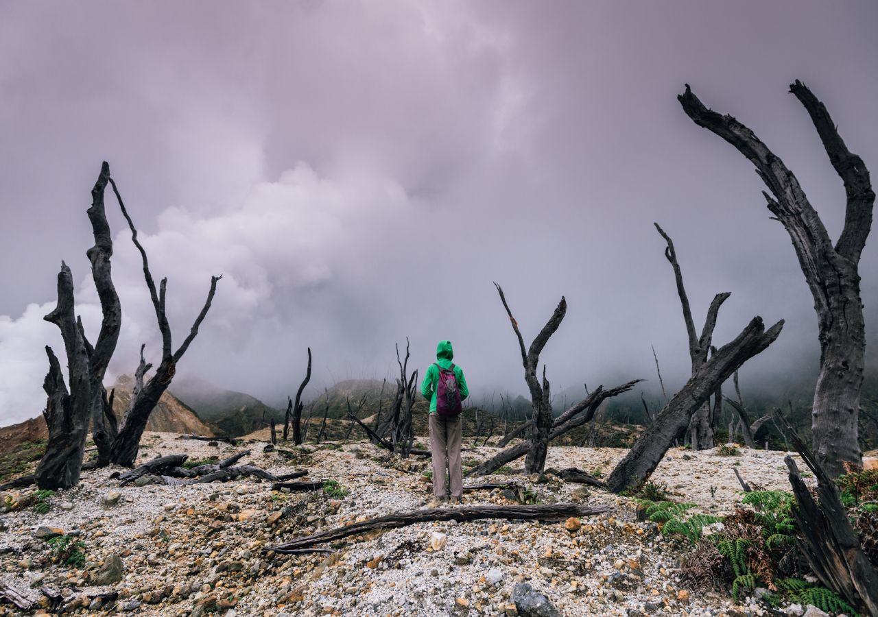 No se sabe a ciencia cierta, pero un árbol puede vivir miles de años, pero cuando muere es principalmente por factores físicos o biológicos