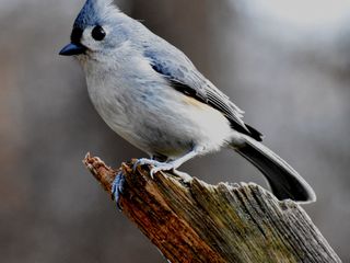 As aves não estão a adaptar-se às alterações climáticas