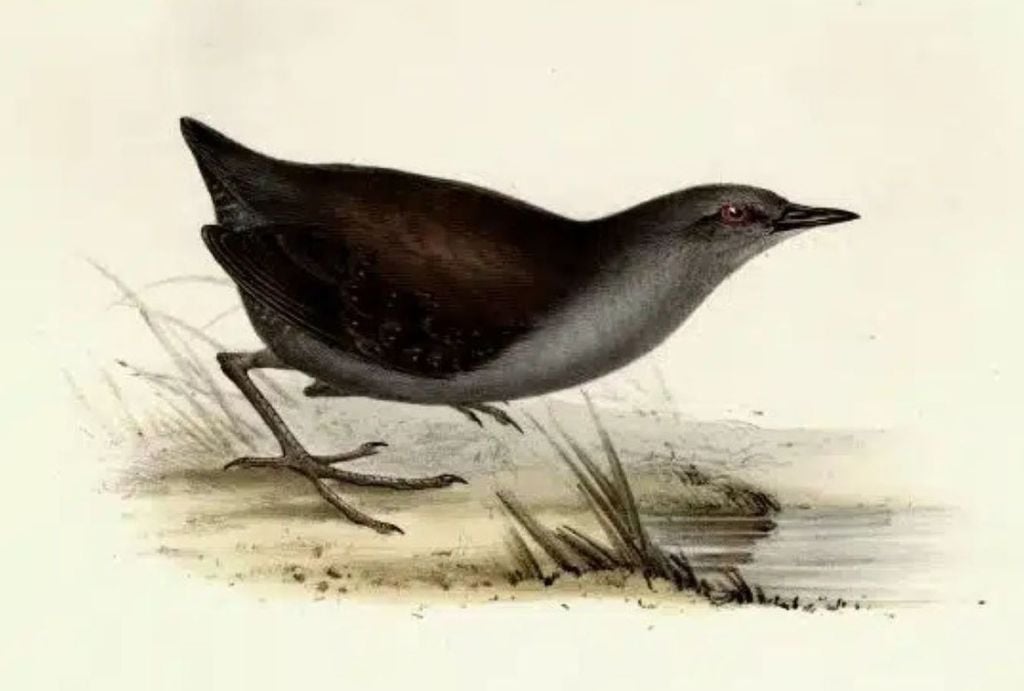 Sanã-das-galápagos (Laterallus spilonota) em ilustração original. Crédito: Wikipedia