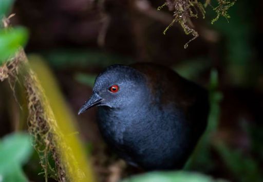 As aves "perdidas" da Ilha de Gal&aacute;pagos que voltaram a ser vistas 200 anos depois
