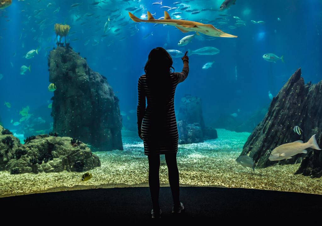 Mergulhar sem nos molharmos. Sabias que o Oceanário de Lisboa é um dos poucos no mundo que consegue recriar ecossistemas de todos os oceanos num só lugar?