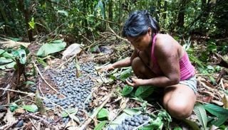 As 'fazendas' na Amaz&ocirc;nia que desafiam a agricultura moderna e refor&ccedil;am conserva&ccedil;&atilde;o da floresta