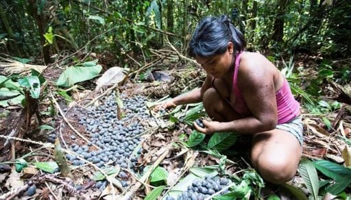 As 'fazendas' na Amaz&ocirc;nia que desafiam a agricultura moderna e refor&ccedil;am conserva&ccedil;&atilde;o da floresta