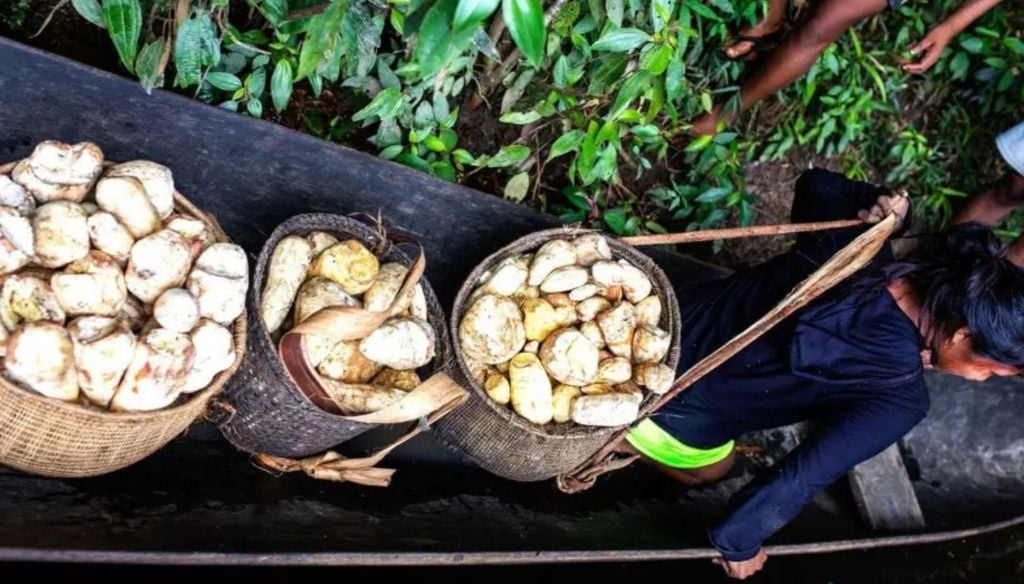 A mandioca é um dos alimentos básicos da Amazônia, especialmente nas chagras, onde são cultivadas dezenas de variedades da planta. Crédito: Fundação Gaia Amazonas