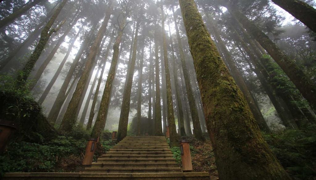 Floresta em Taiwan As florestas ancestrais de Taiwan escondem árvores gigantes, algumas com mais de 80 metros de altura, que se destacam pela sua longevidade e importância ecológica.