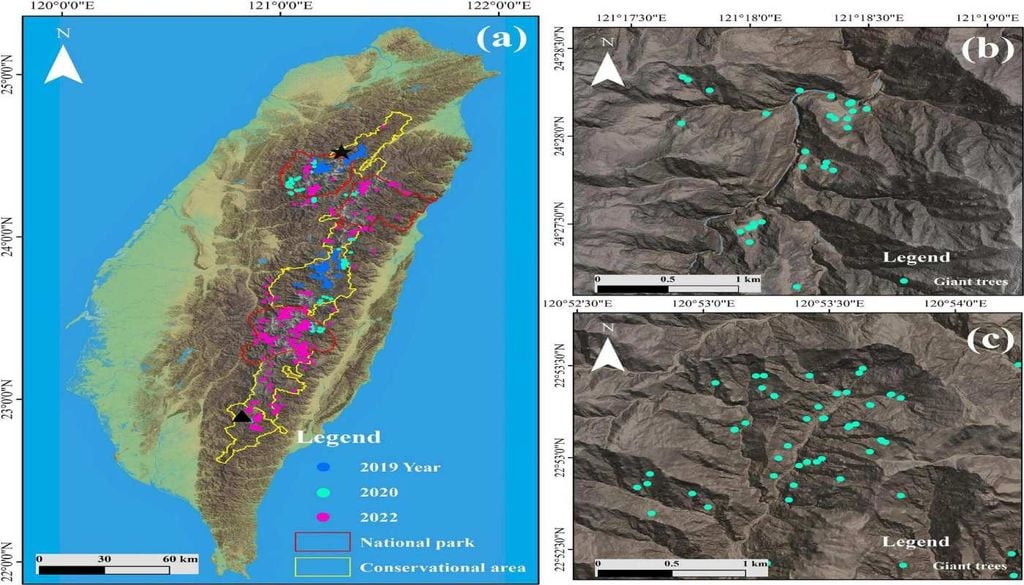 Distribuição espacial Distribuição espacial das 941 árvores confirmadas em Taiwan, todas com mais de 65 metros de altura. O mapa mostra as árvores descobertas entre 2019 e 2022, destacando duas zonas com elevada concentração: a Área de Conservação de Chilan e Benyeshan. Fonte: Rebecca et al.