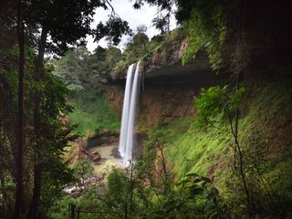 As florestas tropicais e o dióxido de carbono