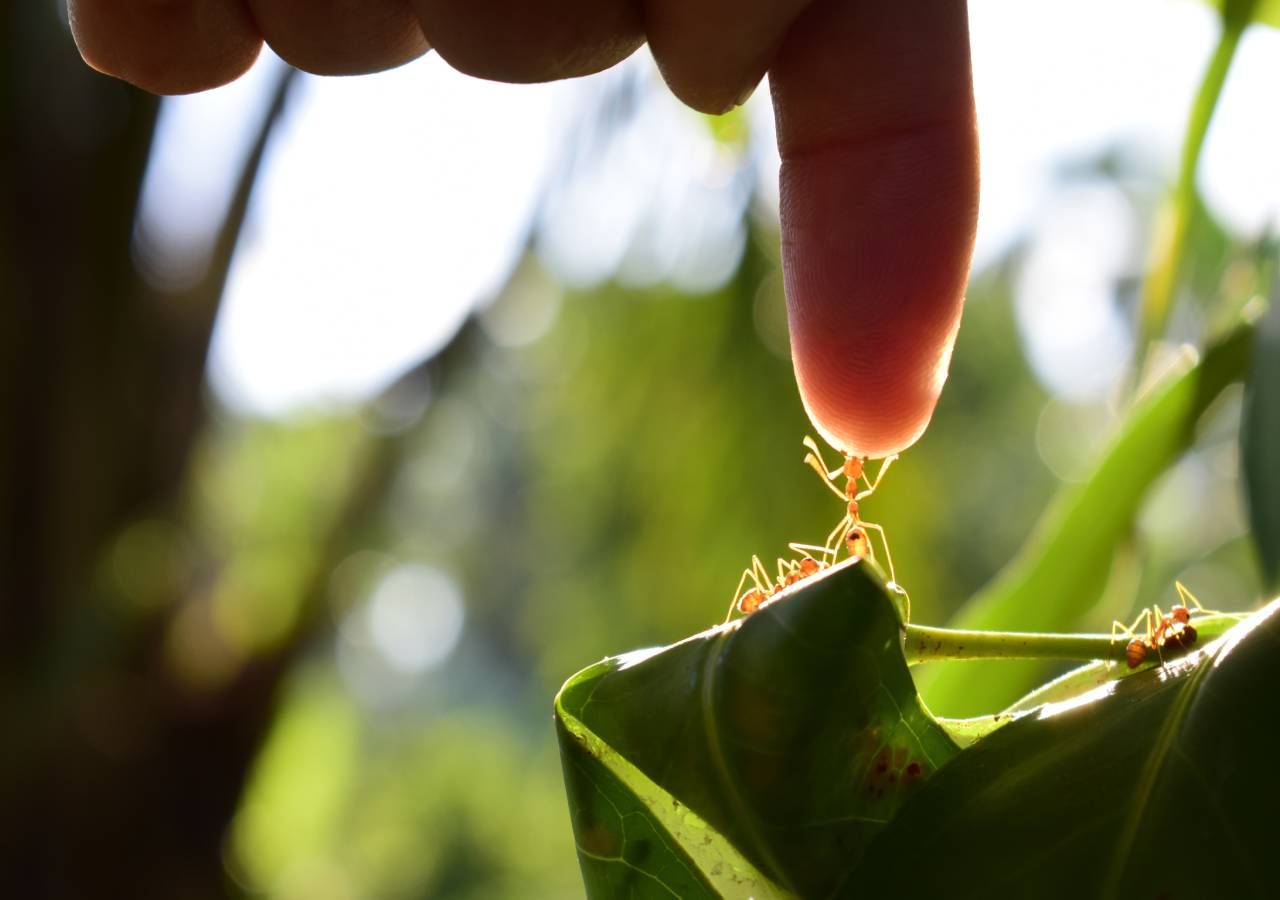 Os cientistas quiseram perceber quem seria melhor a manobrar uma grande carga através de um labirinto: as formigas ou os humanos.