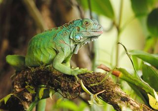 As iguanas viajaram mais de 8000 km desde a América até colonizarem as ilhas Fiji, segundo novo estudo