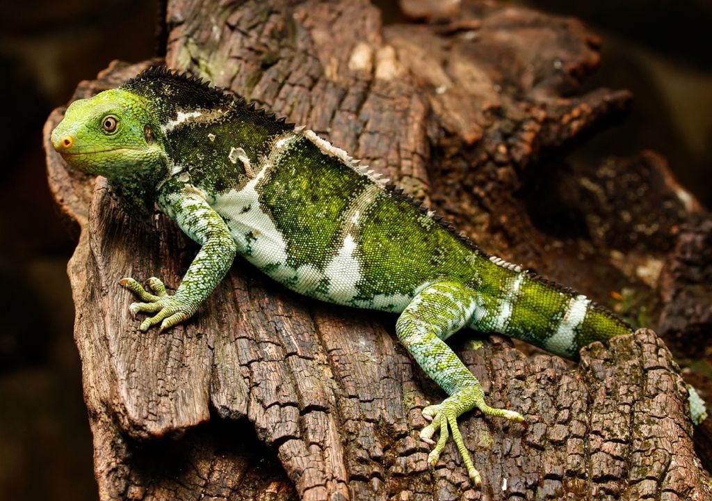 iguana iguana