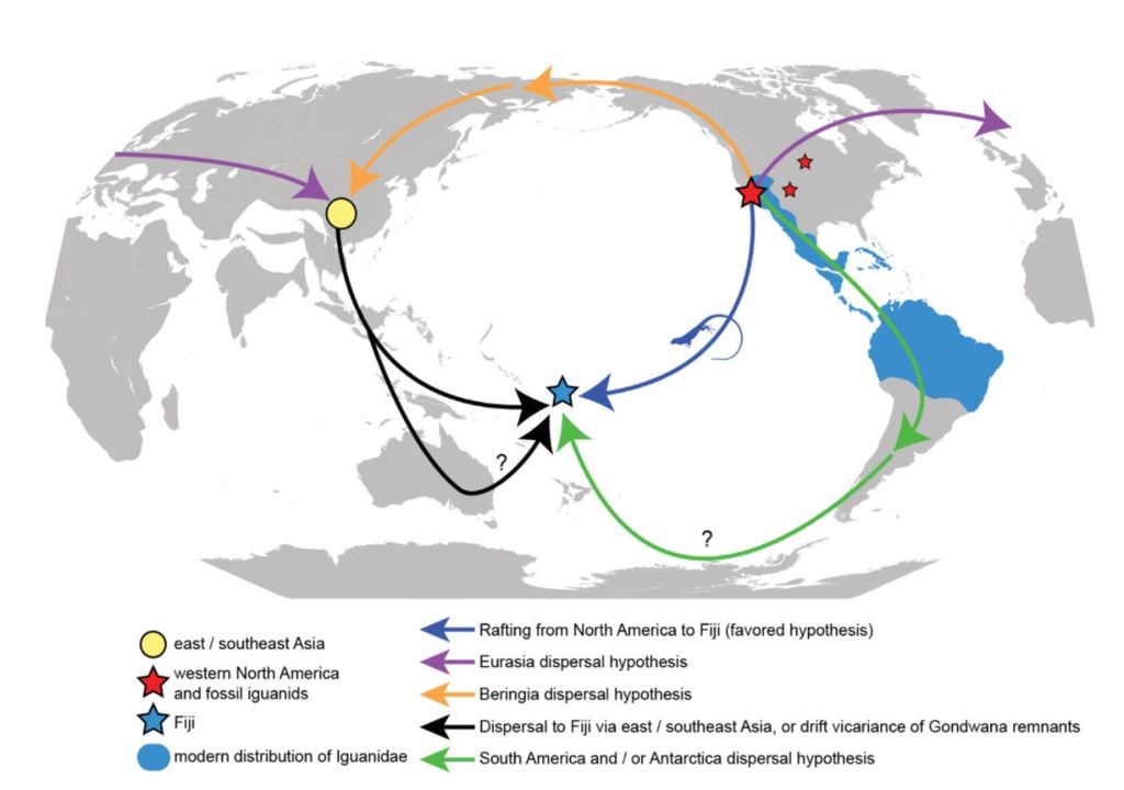 posibles rutas para iguanas a Fiyi posibles rutas para iguanas a Fiyi