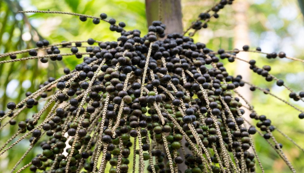 açaí, alimentação, amazonas A Euterpe precatoria, palmeira amazônica de grande importância alimentar e cultural, está entre as espécies mais citadas nos registros de uso por povos da região.