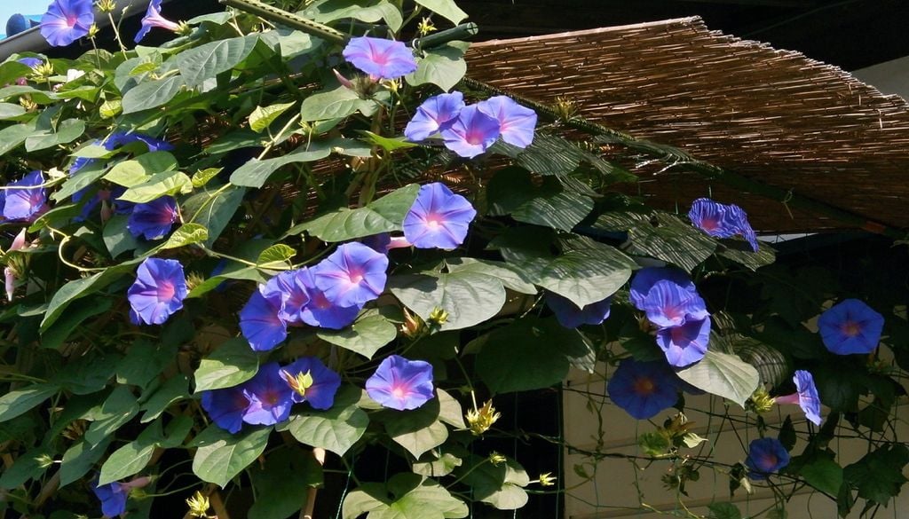 glória-da-manhã (morning glory) Em apenas nove anos, os investigadores verificaram que a taxa de adaptação desta planta caiu a pique 96%, embora ainda dispusessem de uma ampla diversidade genética para evoluir. Fonte: Imagem de RococoNeko por Pixabay