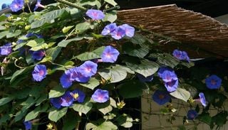 As plantas podem estar a desenvolver caracter&iacute;sticas inadequadas para um mundo em aquecimento