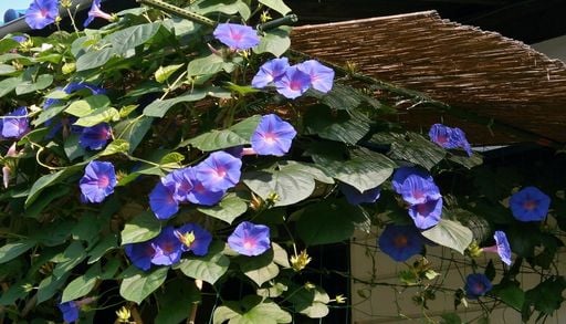 As plantas podem estar a desenvolver caracter&iacute;sticas inadequadas para um mundo em aquecimento