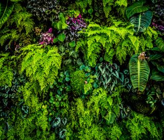 As plantas são mais inteligentes do que aquilo que pensamos