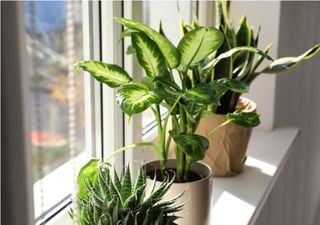 As suas plantas de interior sentem o outono: um guia para as proteger das mudanças de luz e temperatura