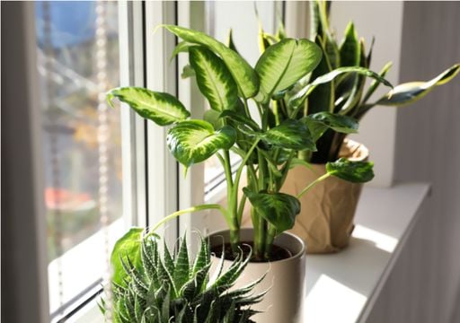 As suas plantas de interior sentem o outono: um guia para as proteger das mudanças de luz e temperatura