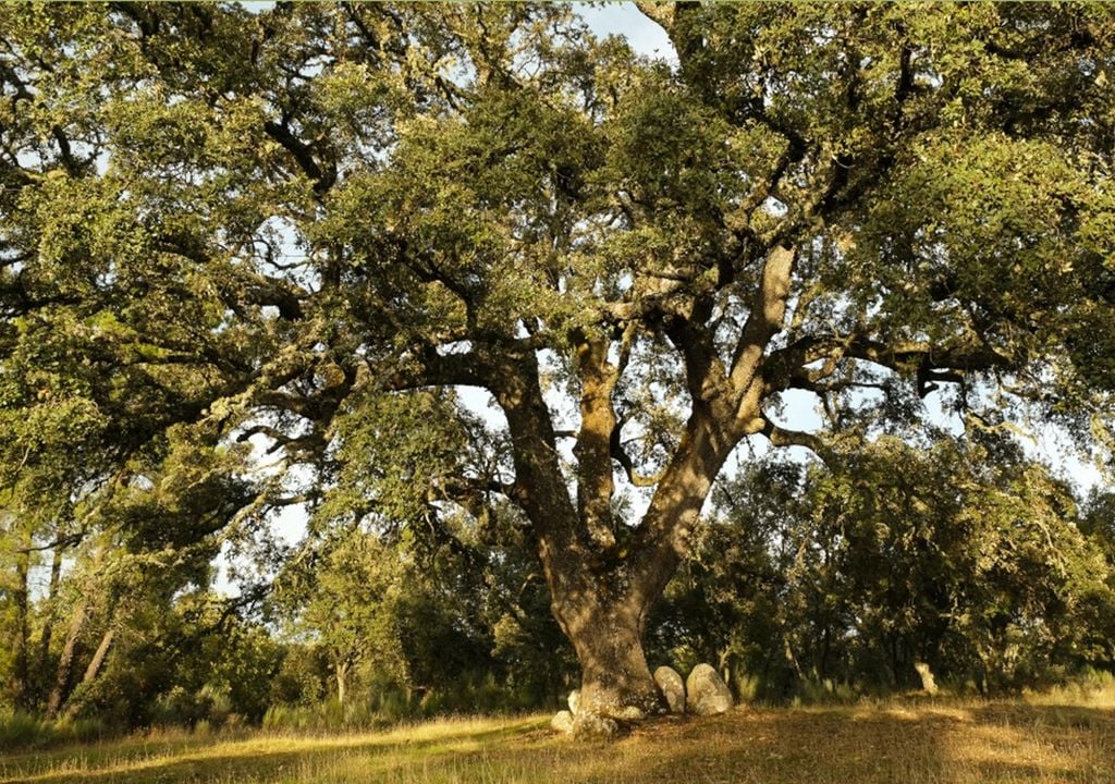 Azinheira da Póvoa, Miranda do Douro Azinheira da Póvoa, Miranda do Douro