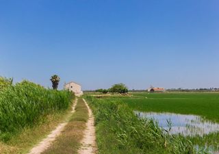 Los agricultores valencianos claman por la Albufera: piden la limpieza de huertos y arrozales para preservarla