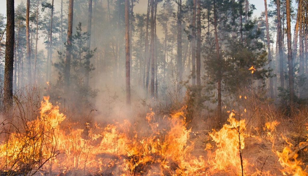 Las altas temperaturas, el viento y la baja humedad están favoreciendo un comportamiento muy agresivo de las llamas