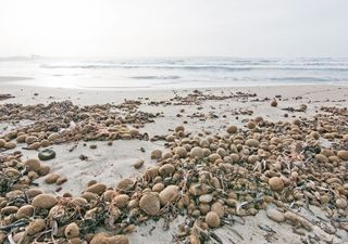 Unos investigadores de la Universidad de Barcelona descubren que las 'bolas de Neptuno' sacan los microplásticos del mar