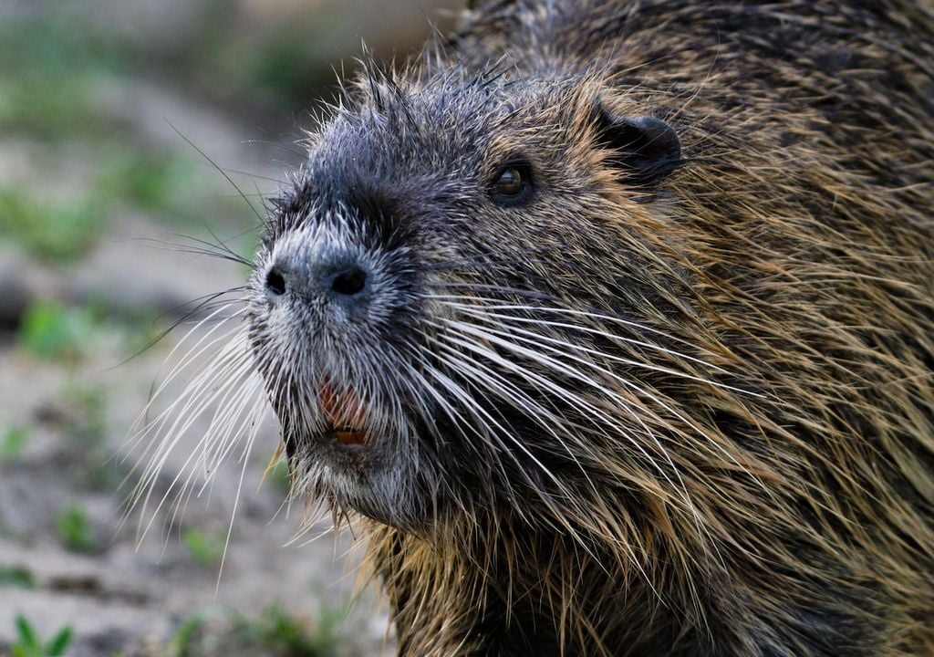 Gros plan d'un ragondin, un animal pouvant atteindre 60 cm de haut, avec une longue queue d'une longueur approximative de 35 à 45 cm, et pouvant peser entre 4 et 10 kilos.