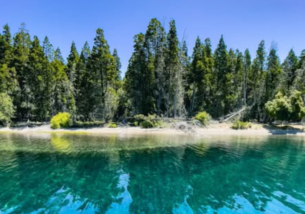 Bosque sumergido lago Traful
