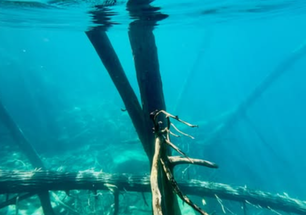 Bosque sumergido lago Traful