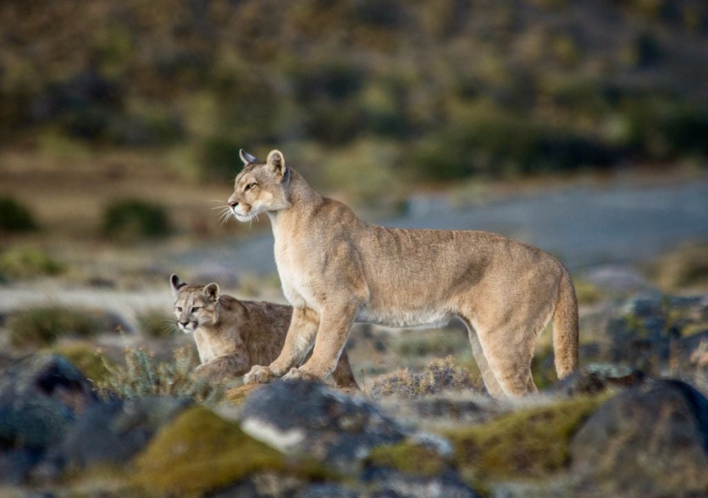 Torres del Paine tiene una de las densidades de pumas más altas de Sudamérica.