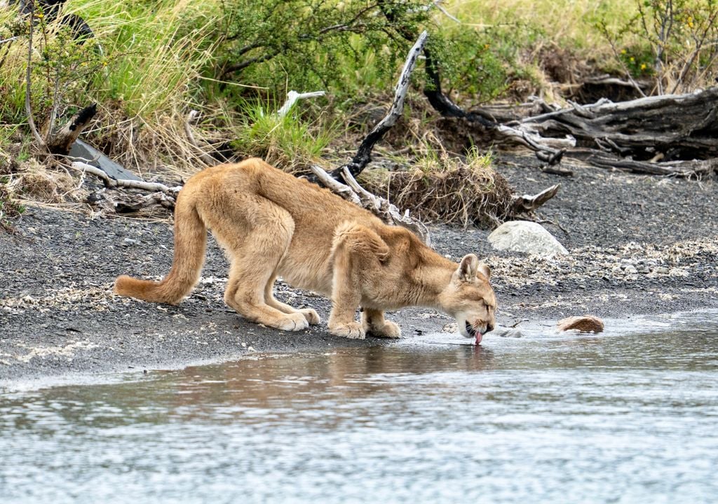 En Torres del Paine es posible avistar pumas en forma segura y responsable.