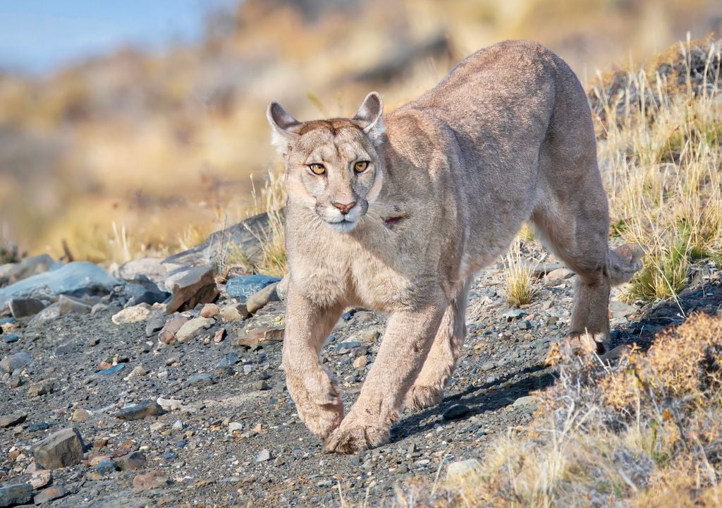 En Torres del Paine se ofrecen tours de avistamiento de pumas de uno o varios días.
